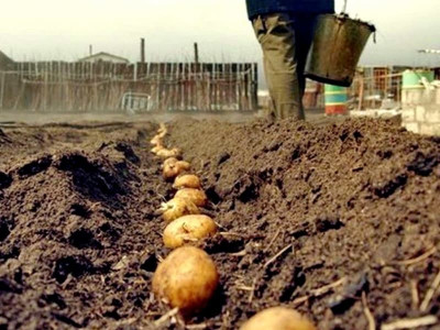 Посівний календар для садіння картоплі та овочів в квітні