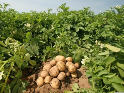 Кілька міфів про вирощування картоплі